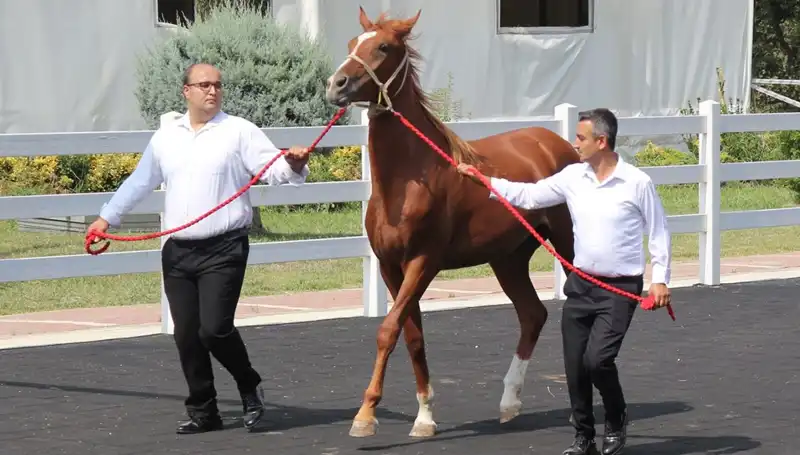 Türkiye'nin En Büyük Taşkın Felaketleri: "Taşkın Kral" Hakkında Bilmeniz Gerekenler