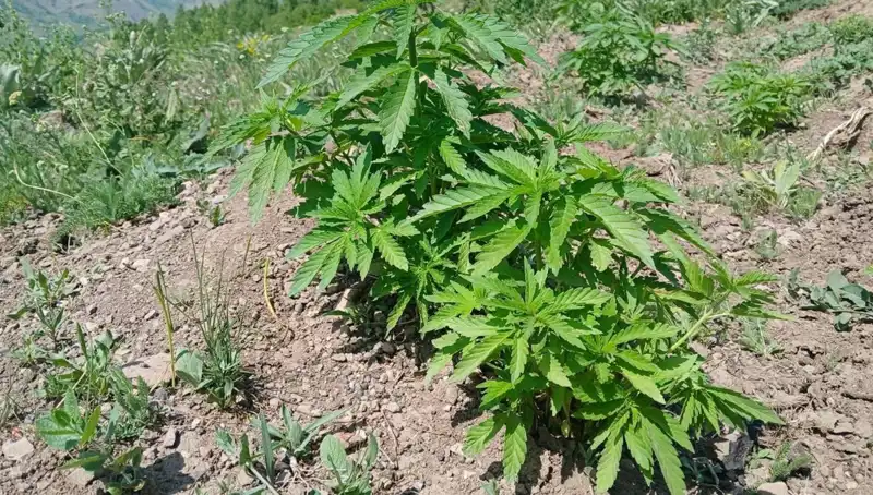 Bingöl'de Dev Operasyon: Kaçak Tütün ve Kenevir Ele Geçirildi!