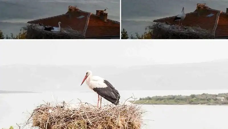 Yaren Leylek Depremi Önceden Hissetti mi? Derin Bir İnceleme