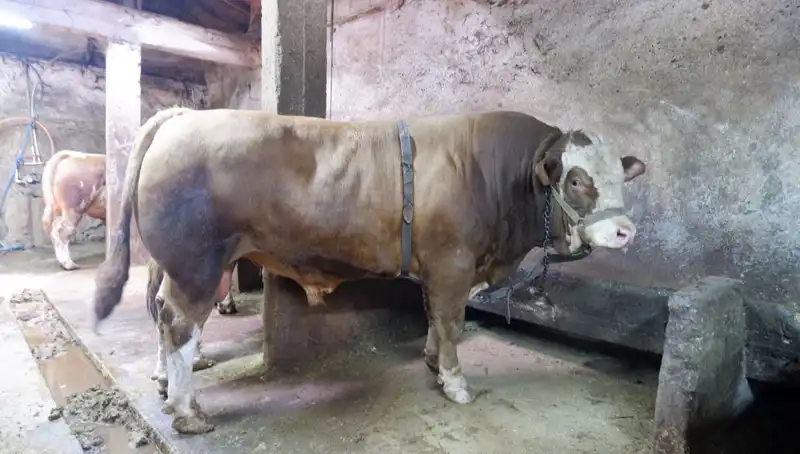 Türkiye'nin En Büyük Balık Avı: 1 Ton 200 Kiloluk Canlı Alıcı Buldu!