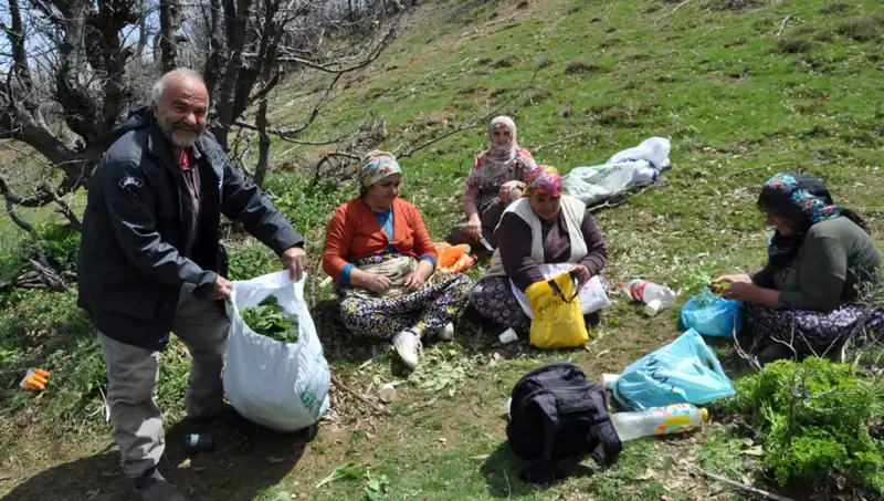 Dağlarda Yürüyüp Para Kazanıyorlar: Kilosu 250 Lira Olan Hazine