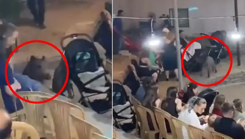 Düğün Töreninde Yaban Domuzu Panik Yarattı: Misafirler Büyülenmişti!
