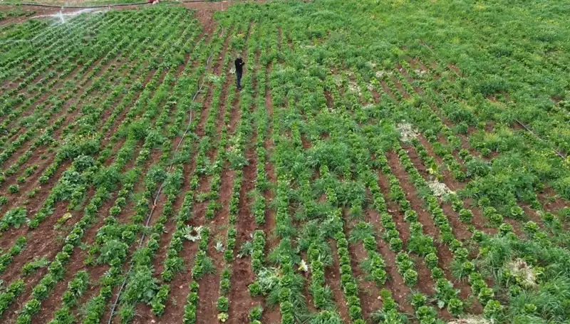 Marul Hasadını Vuran Kuraklık: Tarımda Neler Oluyor?