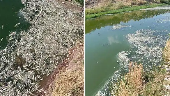 Karasu Çayı'nda Balık Ölümleri: Sebepler ve Alınacak Önlemler