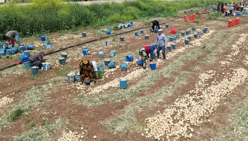 Soğan Hasadı Başladı: Fiyatlar Düşüşe Geçti, Tüketici Beklentileri Şekilleniyor