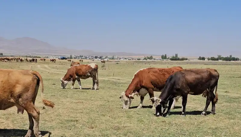 Arin Gölü’nün Kuruması: Bölgede Su Krizi Kapıda!