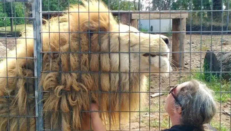 Avustralya'daki Kafeste Aslan Saldırısı: Kadın Kolunu Kaybetti!