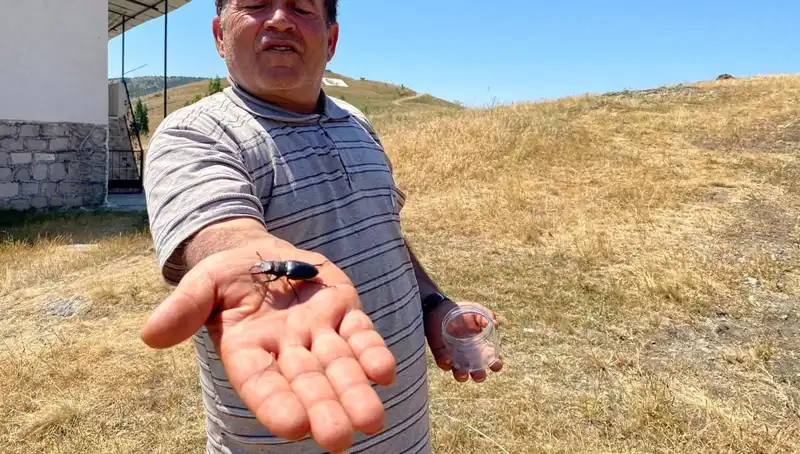 Sivas'ta Tespit Edilen Tehlikeli Böcek: Cezası 557 Bin TL!