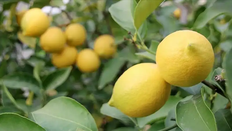 Limon Fiyatları Uçtu: Marketlerde Adedi 24 Lira Olunca Ne Olacak?