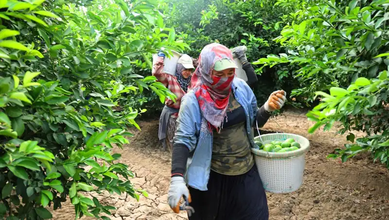 Marketlerdeki Patates Fiyatları Uçuşa Geçti: Yeni Hasat Umut Vadediyor